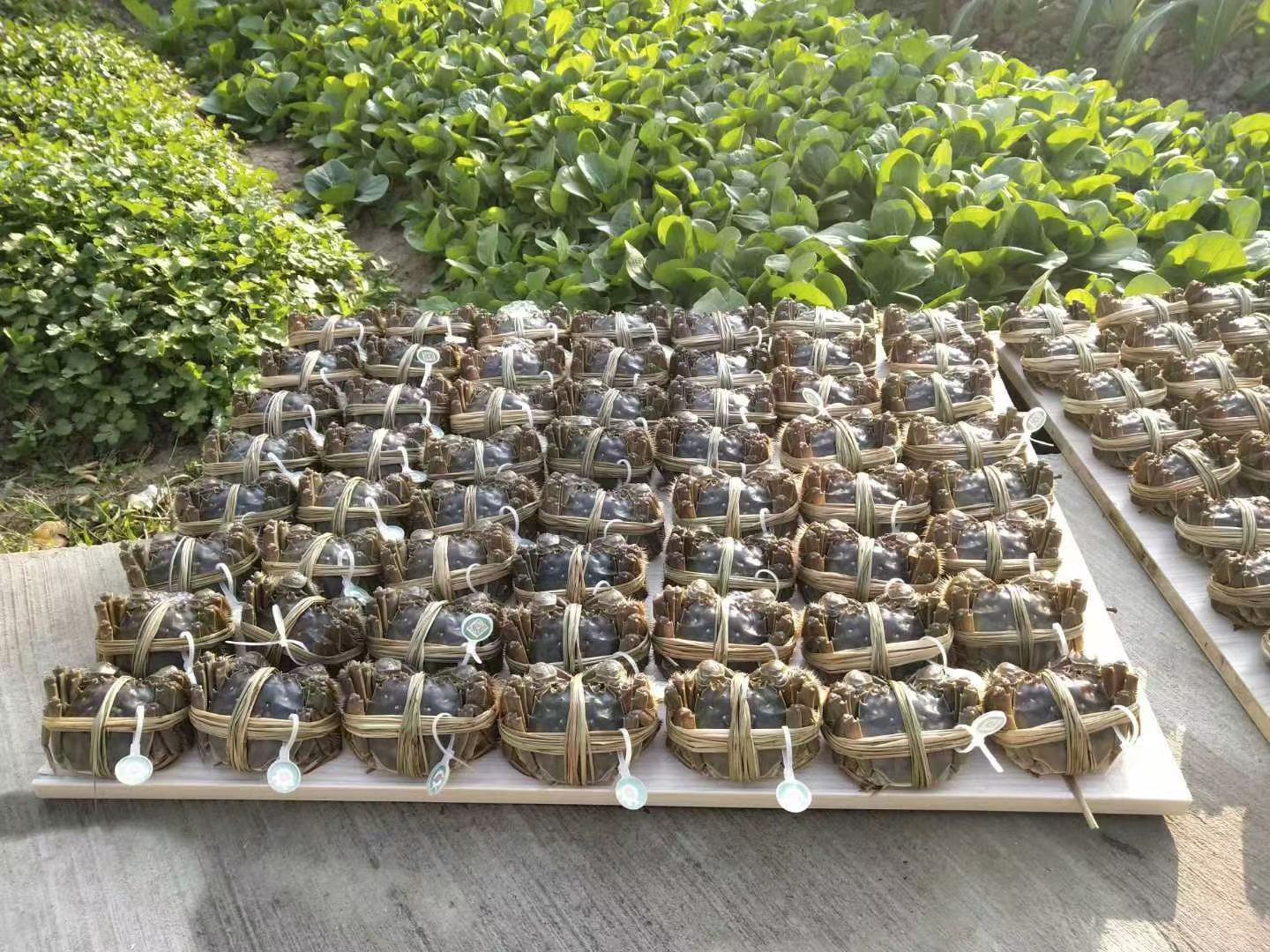 香草捆扎好的大闸蟹排队待发