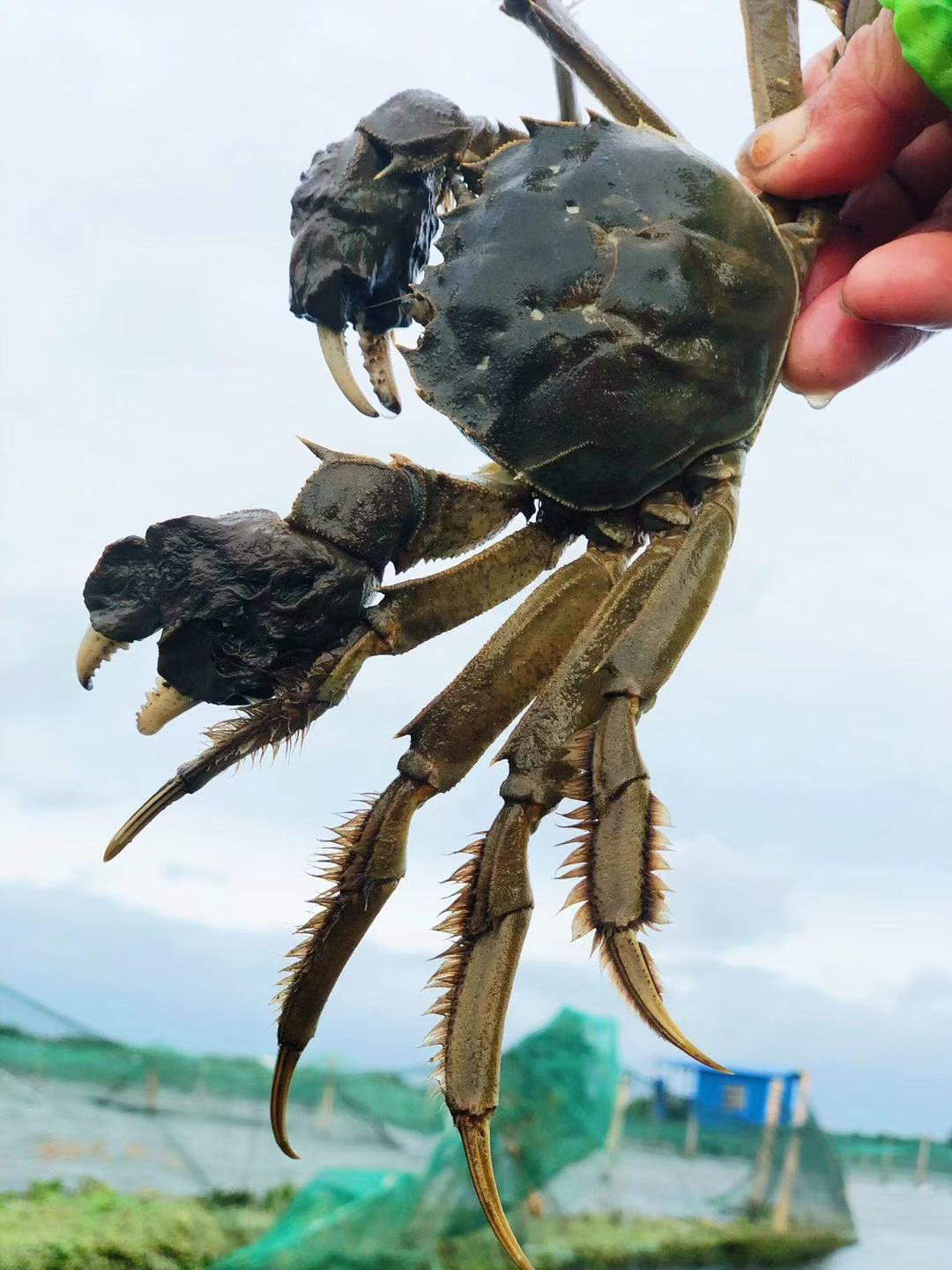 蟹塘实拍：手举一只青背固城湖大闸蟹